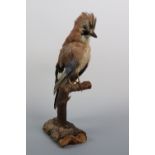 A taxidermy jay