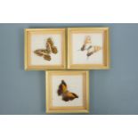 Three framed specimen butterflies, 19 cm x 19 cm