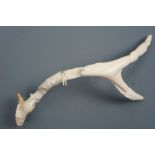 A deer carved antler by Inuit sculptor J Tobiak