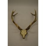 Pair of stag antlers mounted as a wall trophy, 38ins x 30ins overall approximately