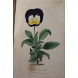 One volume ' A History and Description of the Different Varieties of the Pansey or Heartsease ' by