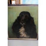 Frances Mabel Hollams, initialled oil on board, portrait of a Spaniel, 10ins x 9ins Painted on
