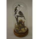 19th Century taxidermy blue tit under glass dome with circular mahogany base