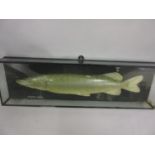 J. Cooper & Sons, taxidermy preserved and mounted silver pike in a rectangular glazed case, 27ins