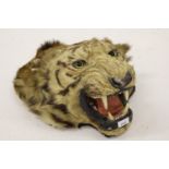 19th Century taxidermy tiger's head Length of head is 20ins from front to back