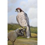 Ken Wood, 20th Century large oil on board, Lanner falcon, signed and dated 1985, 23ins x 17ins, gilt