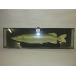 J. Cooper & Sons, taxidermy preserved and mounted silver pike in a rectangular glazed case, 27ins