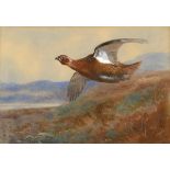 ARCHIBALD THORBURN (1860-1935) RED GROUSE Signed and dated 1906, watercolour heightened with touches