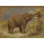 HENRY STACY MARKS, RA (1829-1898) STUDIES OF AN INDIAN ELEPHANT Six, each signed with monogram,