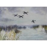 •ROLAND GREEN (1890-1972) MALLARD RISING ABOVE MARSHES Signed, watercolour and gouache over traces