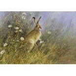•NEIL COX (b.1955) SPRING MEADOW, BROWN HARE Signed, watercolour 44.5 x 65cm.; with two further