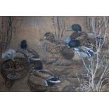•CHARLES FREDERICK TUNNICLIFFE, RA (1901-1979) MALLARD AT THE WATER'S EDGE Signed, watercolour