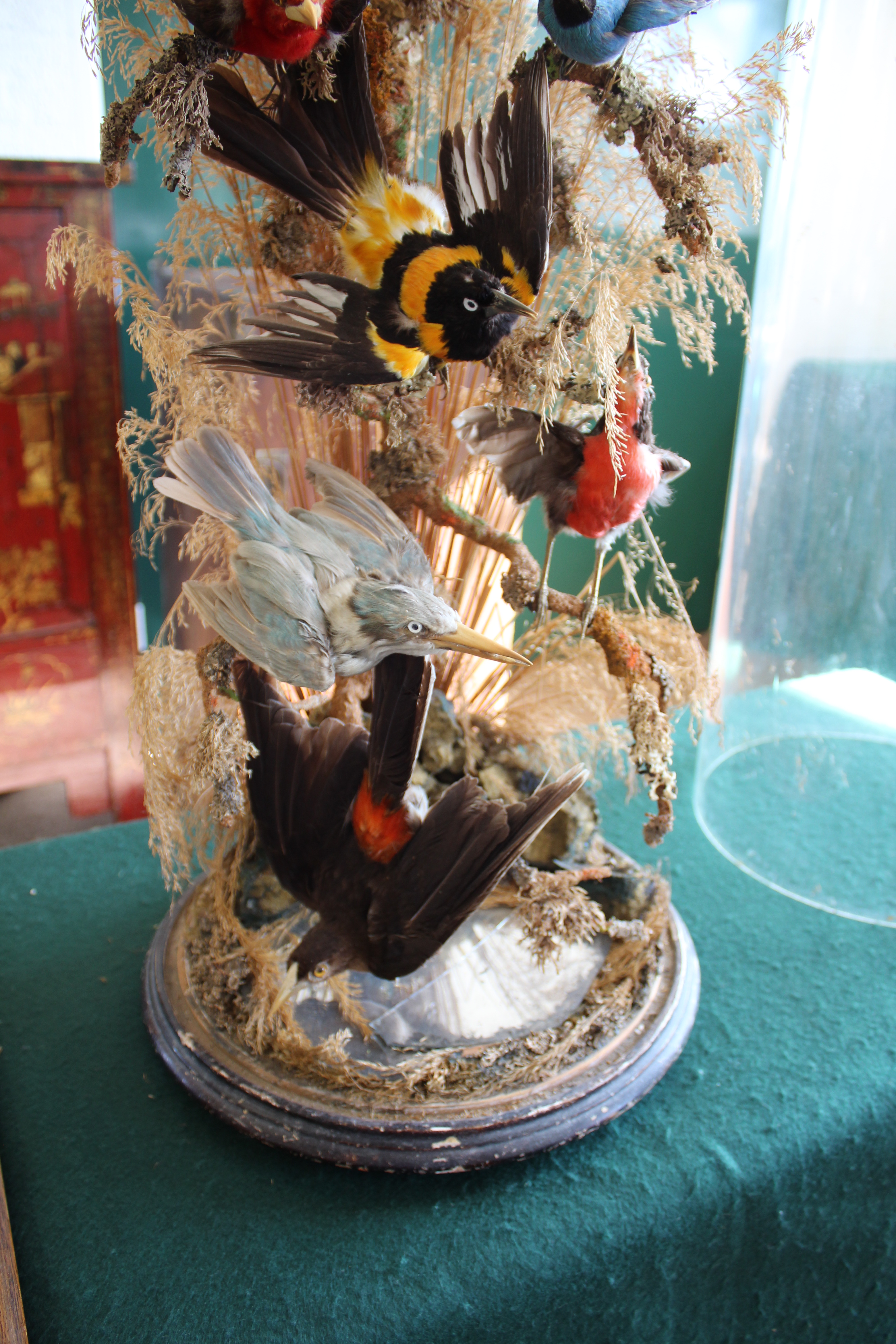 LARGE BIRD DIORAMA a large display of exotic Birds mounted on tree branches, with a mirror base - Image 15 of 15