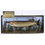 LARGE CASED PIKE - JAMES PONCHAUD, CHRISTCHURCH a large Pike mounted in a naturalistic setting,