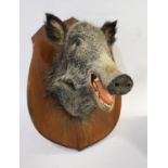 MOUNTED BOARS HEAD a large Boar's head mounted on a wooden shield. Shield 59cms high