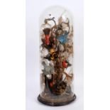 LARGE BIRD DIORAMA a large display of exotic Birds mounted on tree branches, with a mirror base