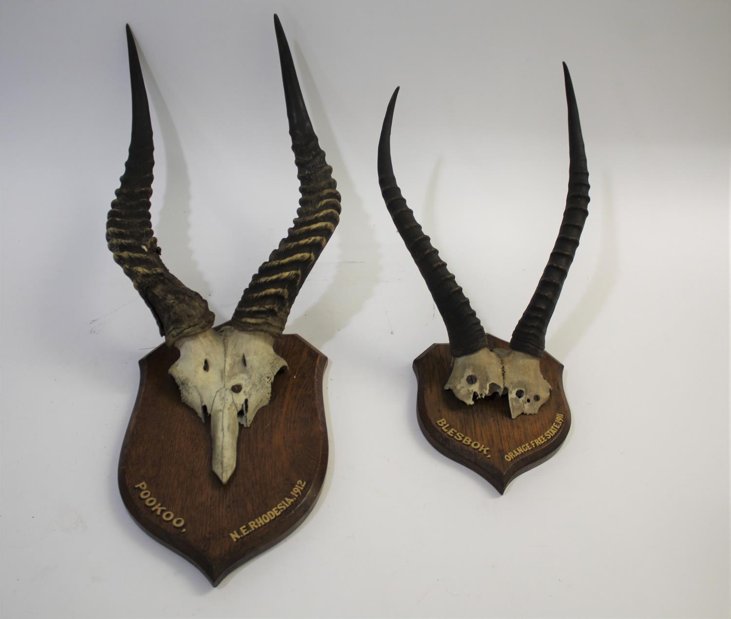 PUKU & BLESBOK MOUNTED ANTLERS - SOUTH AFRICA & RHODESIA including a set of Puku antlers and