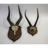 PUKU & BLESBOK MOUNTED ANTLERS - SOUTH AFRICA & RHODESIA including a set of Puku antlers and