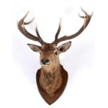 LARGE STAGS HEAD a large 11 point Stag's head, mounted on an oak shield. Span of horns around 80cms,