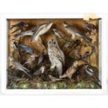 CASED BIRD DIORAMA - TAXIDERMY a large glazed and wooden case, containing a wide variety of Birds in