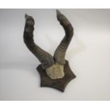 ANTELOPE HORNS - HARTEBEEST a set of Hartebeest horns and scull, mounted on a wooden shield. With