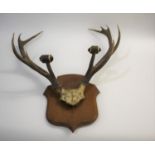 SET OF MOUNTED ANTLERS - FRANCE a set of antlers mounted on a wooden shield, with a label on the