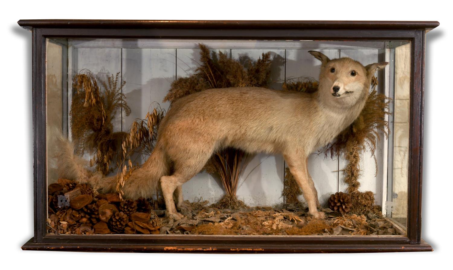 CASED FOX a Fox mounted in a naturalistic background, in a large glazed and wooden case. Case 105cms