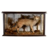 CASED FOX a Fox mounted in a naturalistic background, in a large glazed and wooden case. Case 105cms