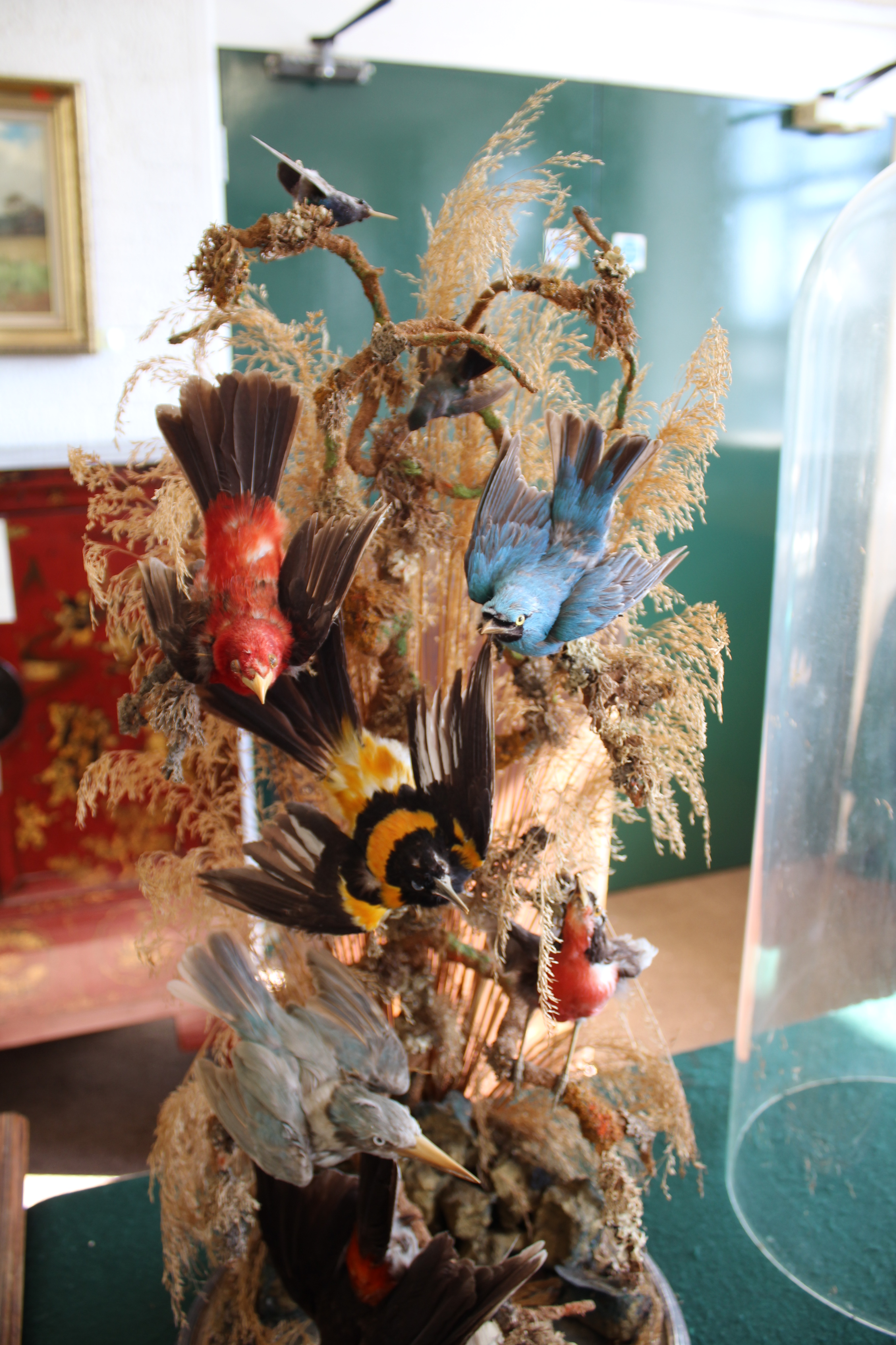 LARGE BIRD DIORAMA a large display of exotic Birds mounted on tree branches, with a mirror base - Image 5 of 15