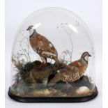 CASED BIRDS & GLASS DOME - RED LEGGED PARTRIDGES a pair of Red Legged Partridges, mounted on a