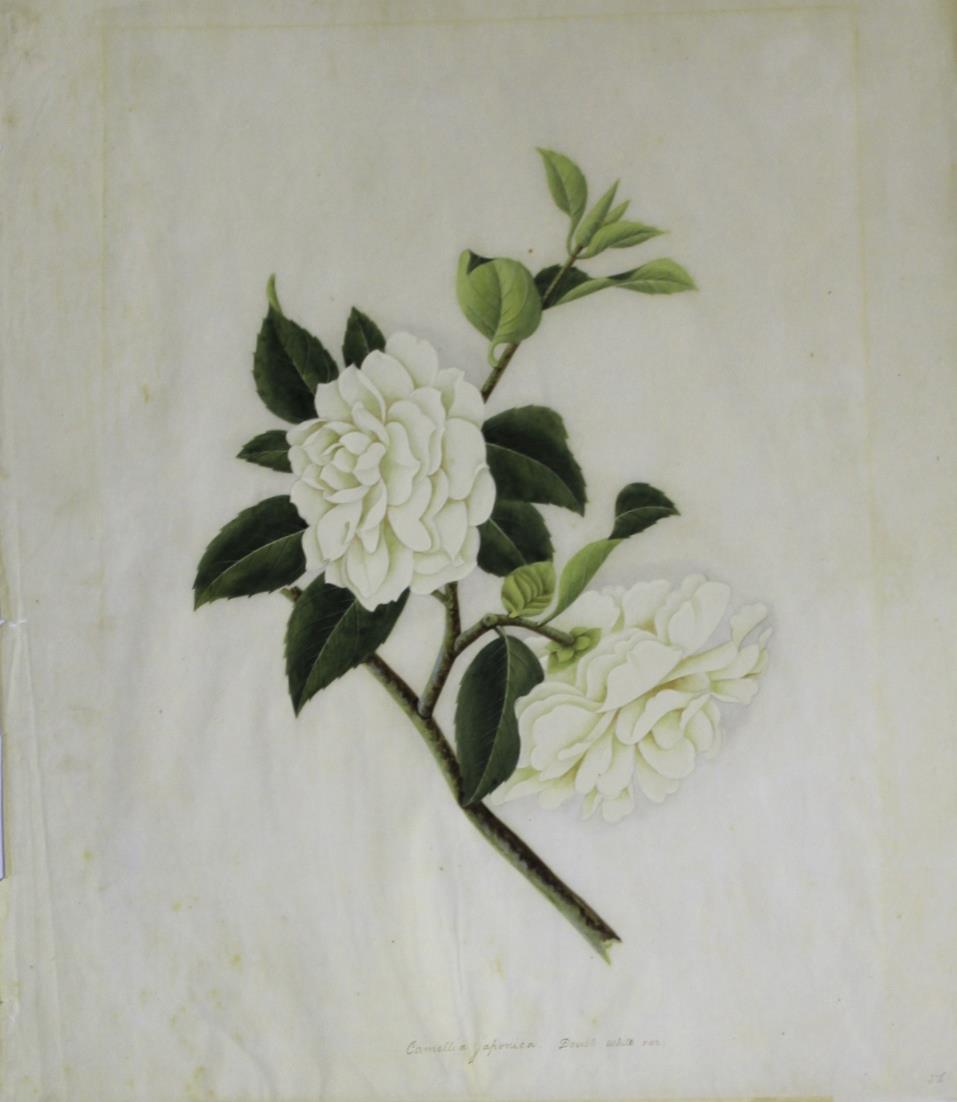 CHINESE SCHOOL, CANTON, Circa 1820-1830 CAMELLIA JAPONICA Two, each with inscription identifying the - Image 2 of 2