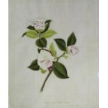 CHINESE SCHOOL, CANTON, Circa 1820-1830 CAMELLIA JAPONICA Two, each with inscription identifying the