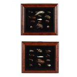 Two Shadowbox Displays of Assorted Fishing Flies