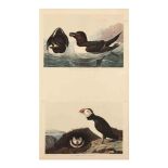 after John James Audubon (American, 1785â€“1851), Razor-Billed Auk and <i