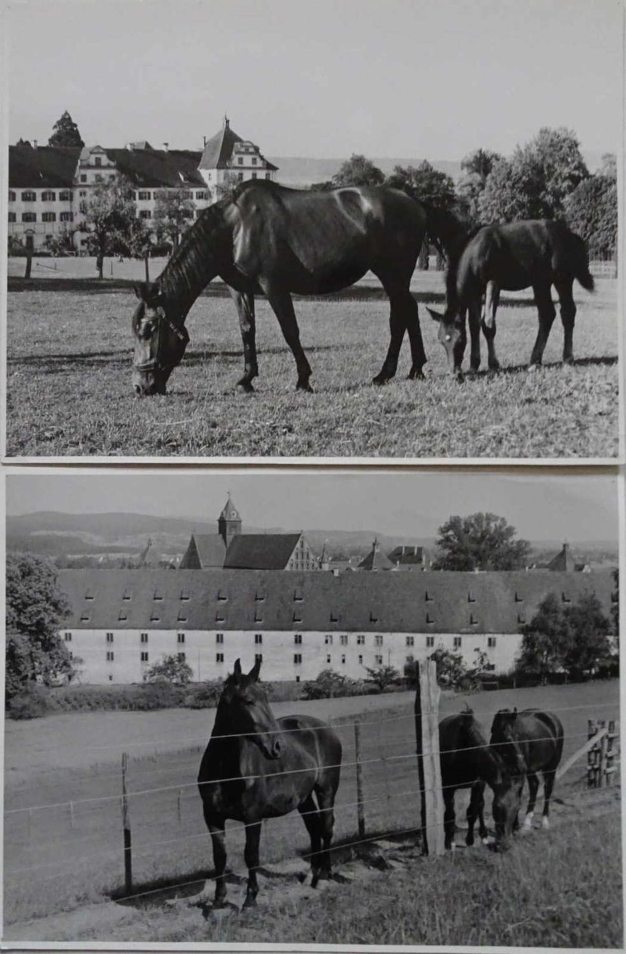 2 high quality photographs of the artist Siegfried Lauterwasser from Lake Constance. Here horse