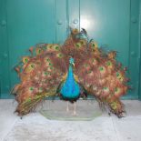 A taxidermy Peacock, on naturalistic plinth base, approximately 130cm wide x 87cm high.