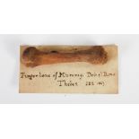 Antiquities- An Ancient Egyptian finger bone of a Mummy, inscribed on card mount 'Finger bone of