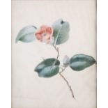 18th century English School Camellia Japonica, 1782 watercolour and body colour inscribed and