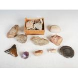 Antiquities- A collection of Ancient stone, fossil and shell specimens, comprising; an egg shaped