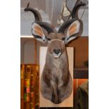 A taxidermy Kudu head, 20th century, on wooden plinth mount, with detachable horns, approximately