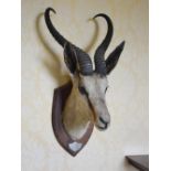 Two taxidermy Ibex heads, mounted on shield shaped plinths, one inscribed on white metal plaque '