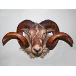 A late 19th century rams head taxidermy, with glass inlaid eyes, approximately 38cm high x 55cm