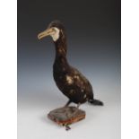 A taxidermy Great Cormorant, modelled standing on rectangular plinth, 57cm high.