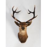 A late 19th century Stags head taxidermy trophy, with eleven point antlers and glass eyes,