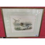 Signed engraving - Wigeon