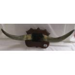 Mounted buffalo horns