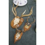 3 mounted animal antlers