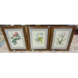 Set of 3 botanical prints