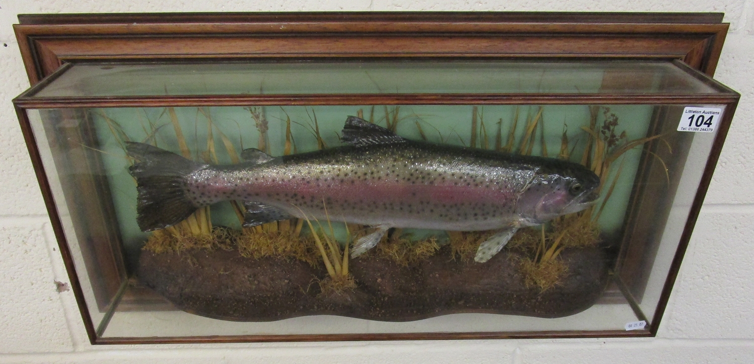 Cased taxidermy fish - Rainbow trout - 3.5lbs