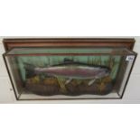 Cased taxidermy fish - Rainbow trout - 3.5lbs